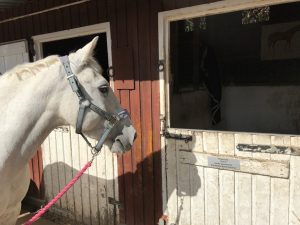 picture of a horse looking at a name plate on stable door