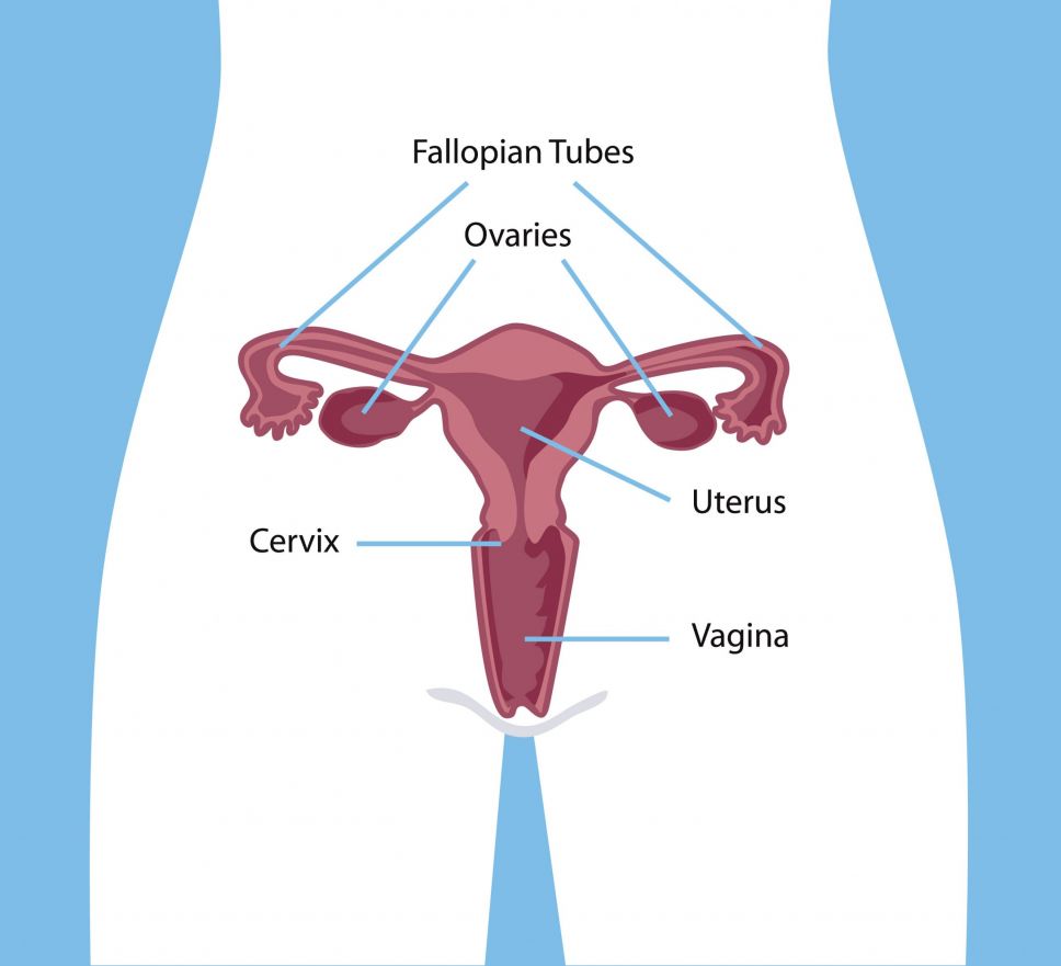 image_of_female_reproductive_system