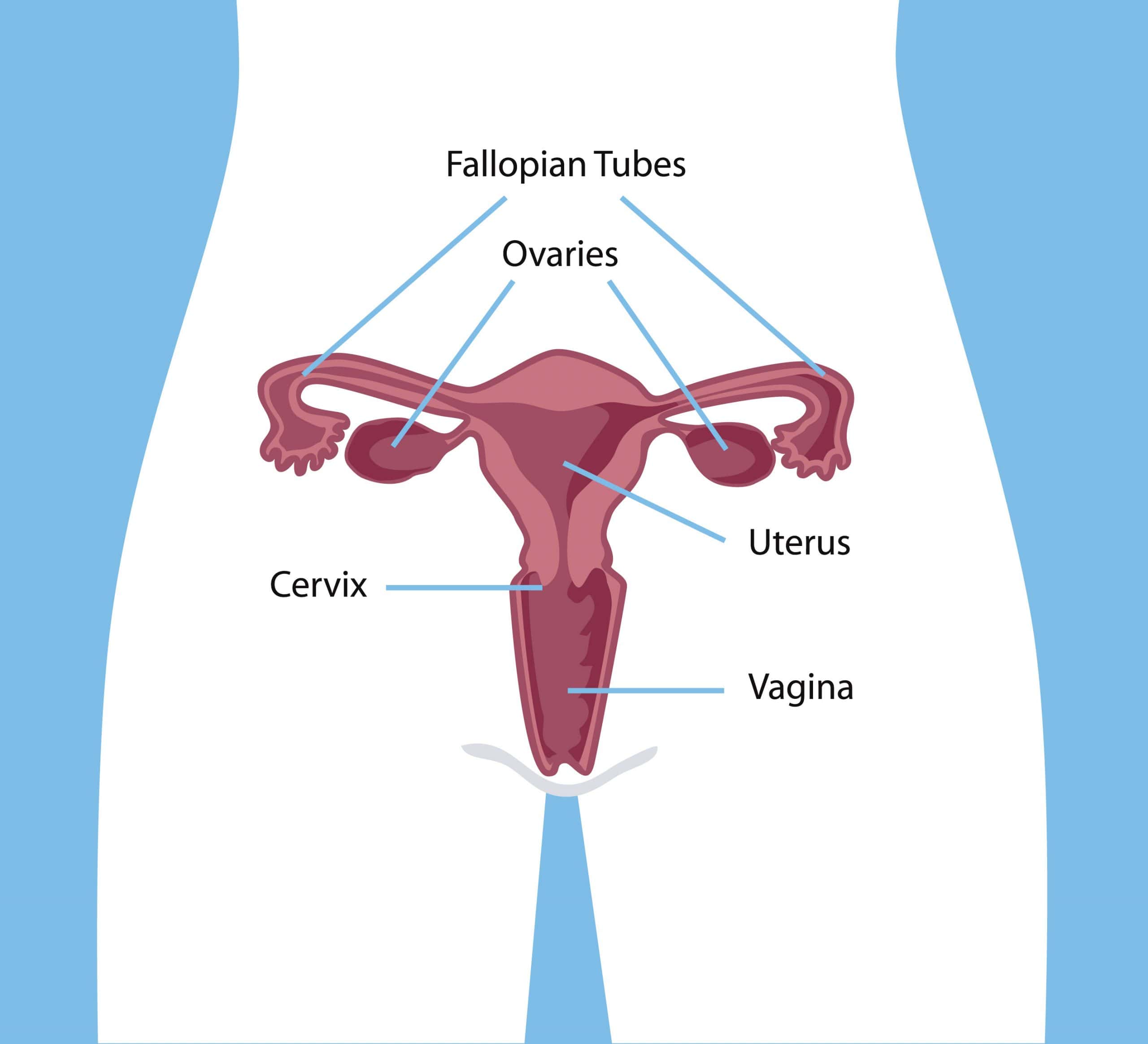 image_of_female_reproductive_system