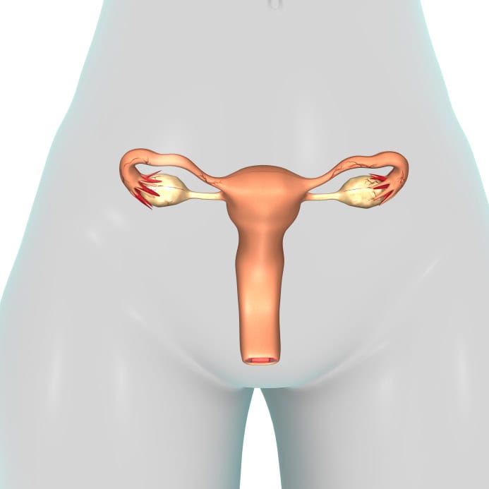 image_of_vaginal_area