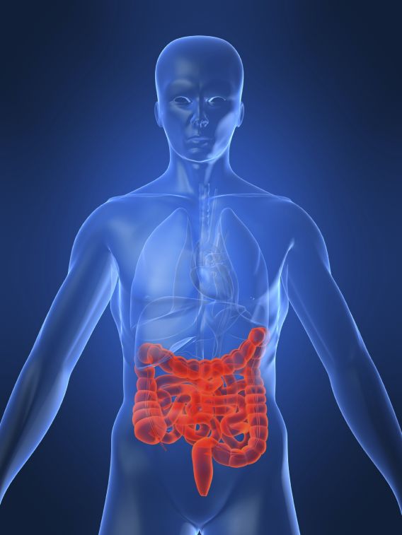 image_of_human_intestines