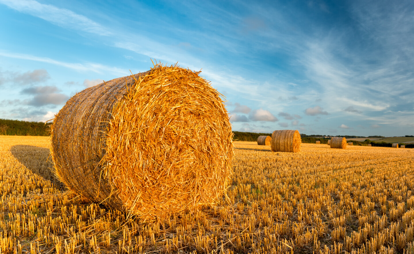 Golden,Hay,Bales,In,A,Field,At,Harvest,Time